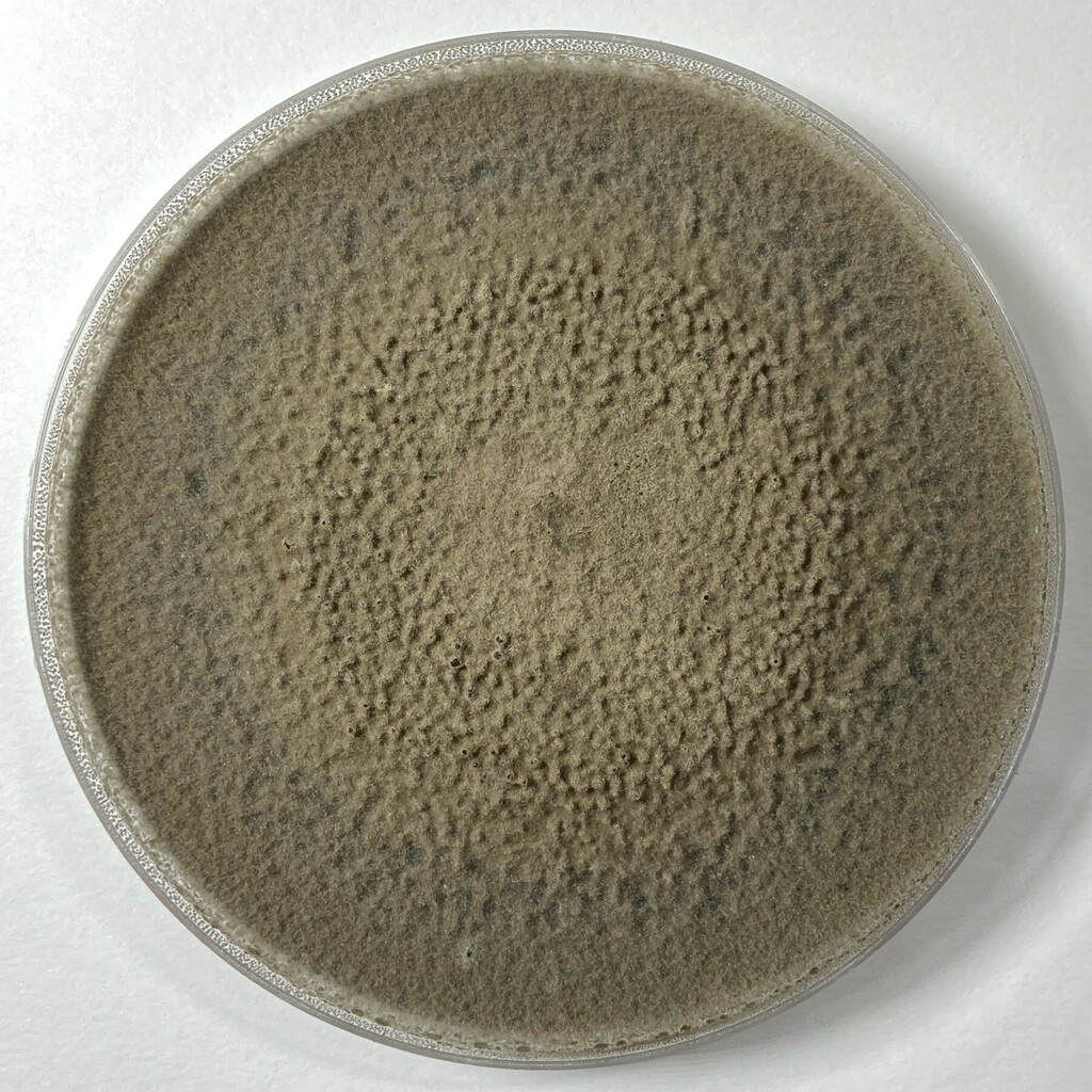Paraphoma