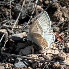 Polyommatus albicans
