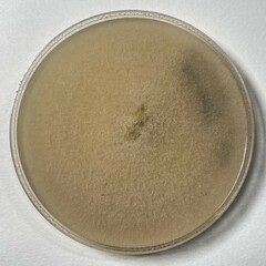 Neocosmospora rubicola