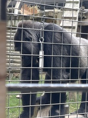 Gorilla