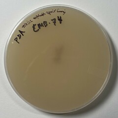 Neocosmospora rubicola