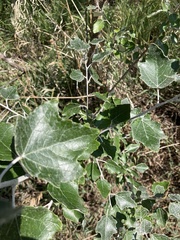 Populus alba