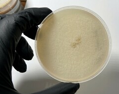 Neocosmospora rubicola