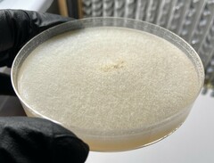 Neocosmospora rubicola