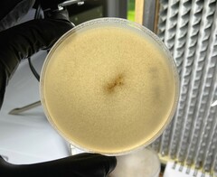 Neocosmospora rubicola