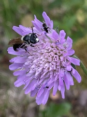 Andrena hattorfiana