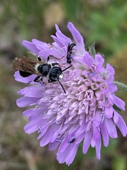 Andrena hattorfiana