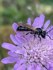 Andrena hattorfiana