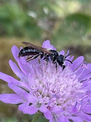 Andrena hattorfiana