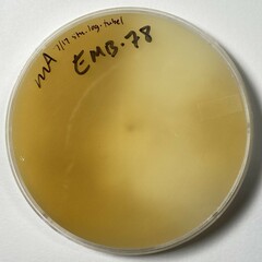 Candolleomyces candolleanus