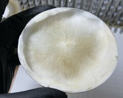 Candolleomyces candolleanus