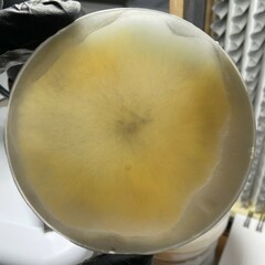 Candolleomyces candolleanus