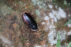Opisthoplatia orientalis