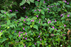 Impatiens textorii
