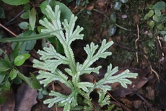 Selaginella doederleinii