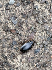 Hydaticus transversalis