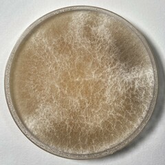 Phanerochaete concrescens