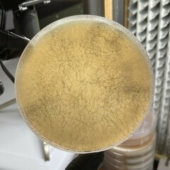 Phanerochaete concrescens