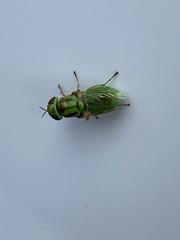 Hedriodiscus trivittatus