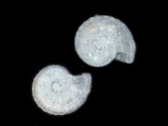 Orbitestella bermudezi