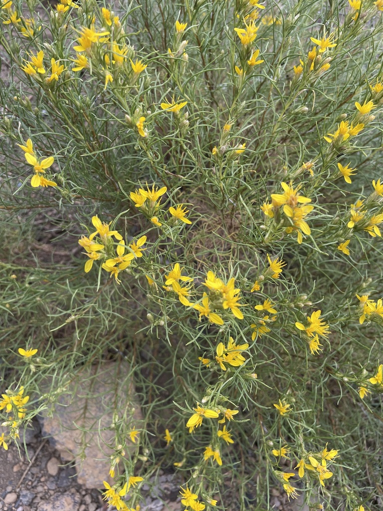 Bloomer's goldenbush from Whychus Creek, Sisters, OR, USA on August 18 ...