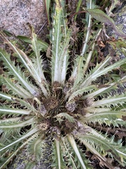 Cirsium tioganum