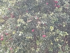 Turdus ignobilis