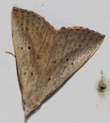 Macrochilo louisiana