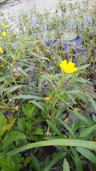 Ludwigia grandiflora