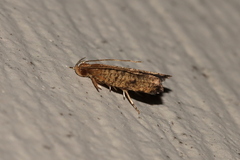 Psilocorsis quercicella