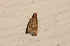 Psilocorsis quercicella