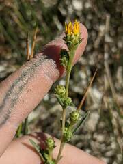 Pyrrocoma racemosa sessiliflora