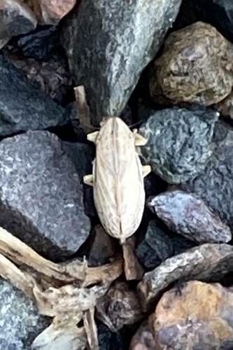 Prairie Spittlebug photo 2