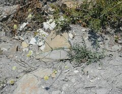 Cephalaria uralensis