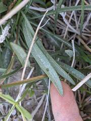 Pyrrocoma racemosa sessiliflora