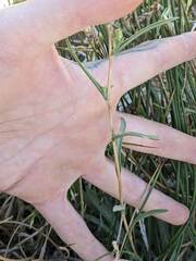 Pyrrocoma racemosa sessiliflora
