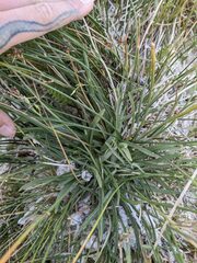 Pyrrocoma racemosa sessiliflora