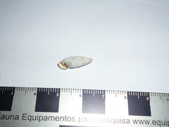 Cyclodontina fusiformis