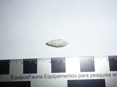 Cyclodontina fusiformis