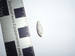 Cyclodontina fusiformis