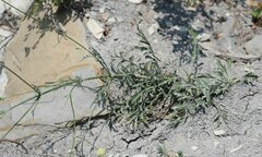 Cephalaria uralensis