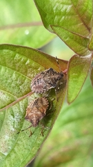Carpocorini