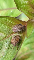 Carpocorini