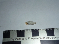 Cyclodontina fusiformis