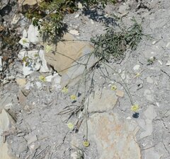 Cephalaria uralensis