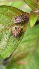 Carpocorini