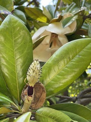 Magnolia grandiflora
