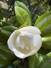 Magnolia grandiflora