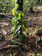 Philodendron erubescens