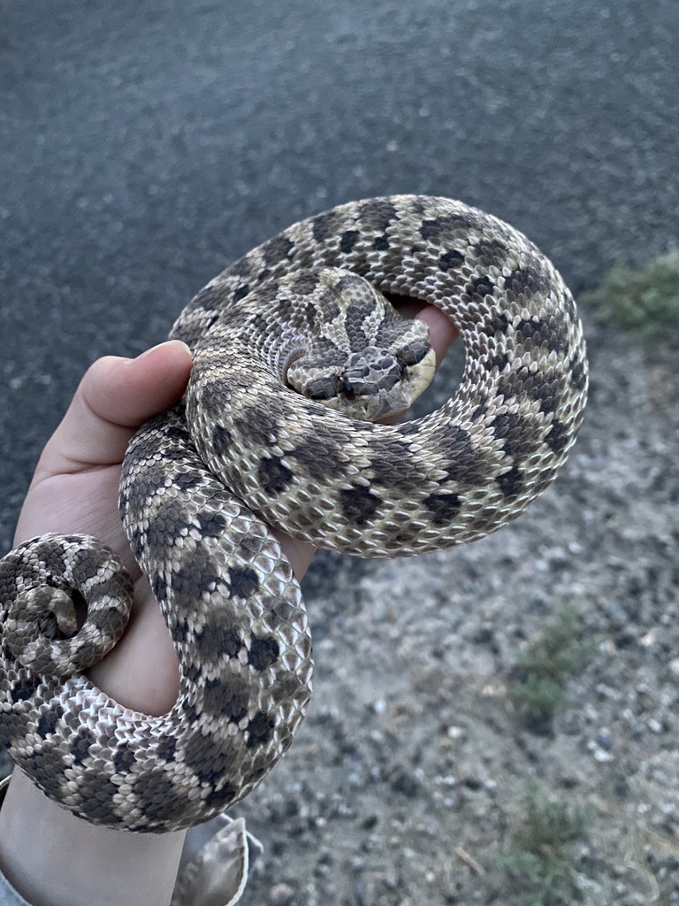 Hog-nosed Snakes (Heterodon) - Snakes and Lizards